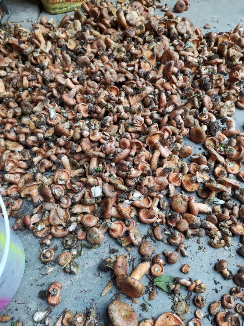松树菌目前第二批大量上市