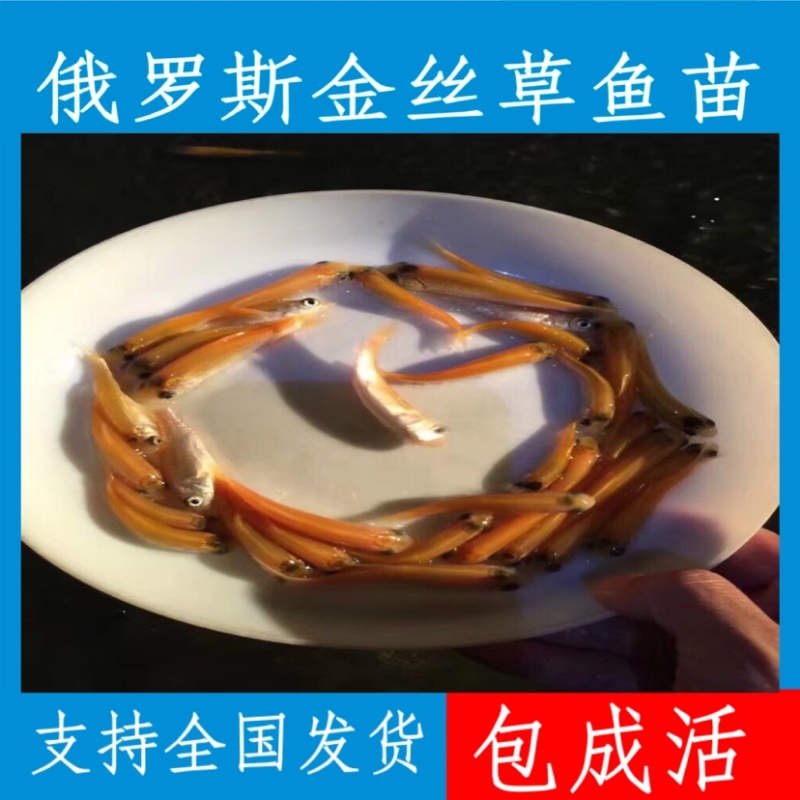 优质金丝草鱼苗，现货足，支持全国各地发货，量大可优惠。