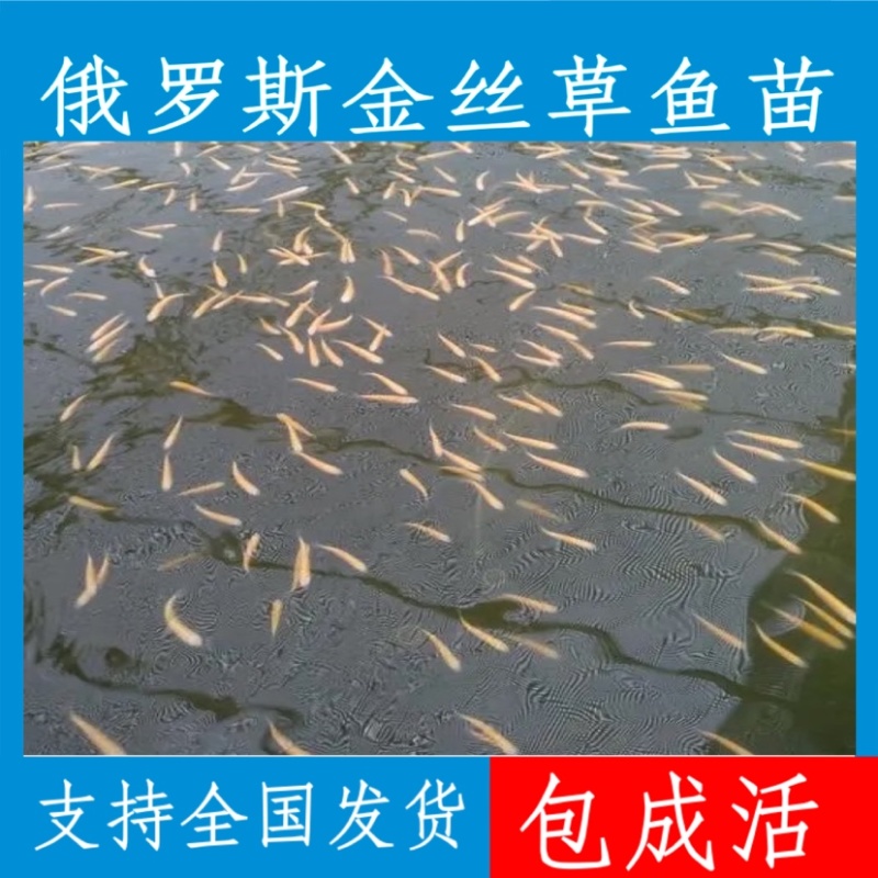 优质金丝草鱼苗，现货足，支持全国各地发货，量大可优惠。