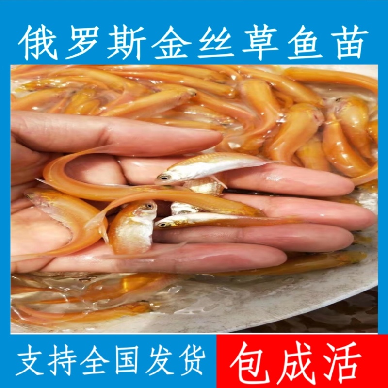 优质金丝草鱼苗，现货足，支持全国各地发货，量大可优惠。