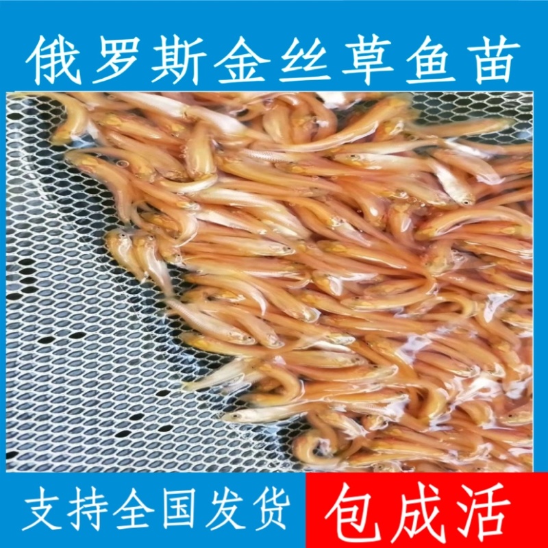 优质金丝草鱼苗，现货足，支持全国各地发货，量大可优惠。