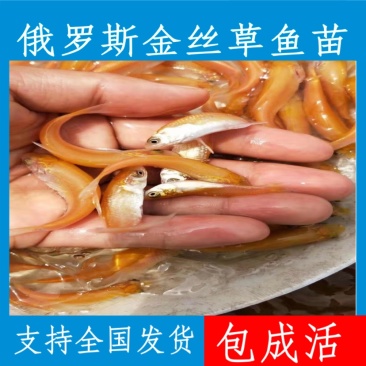优质金丝草鱼苗，现货足，支持全国各地发货，量大可优惠。