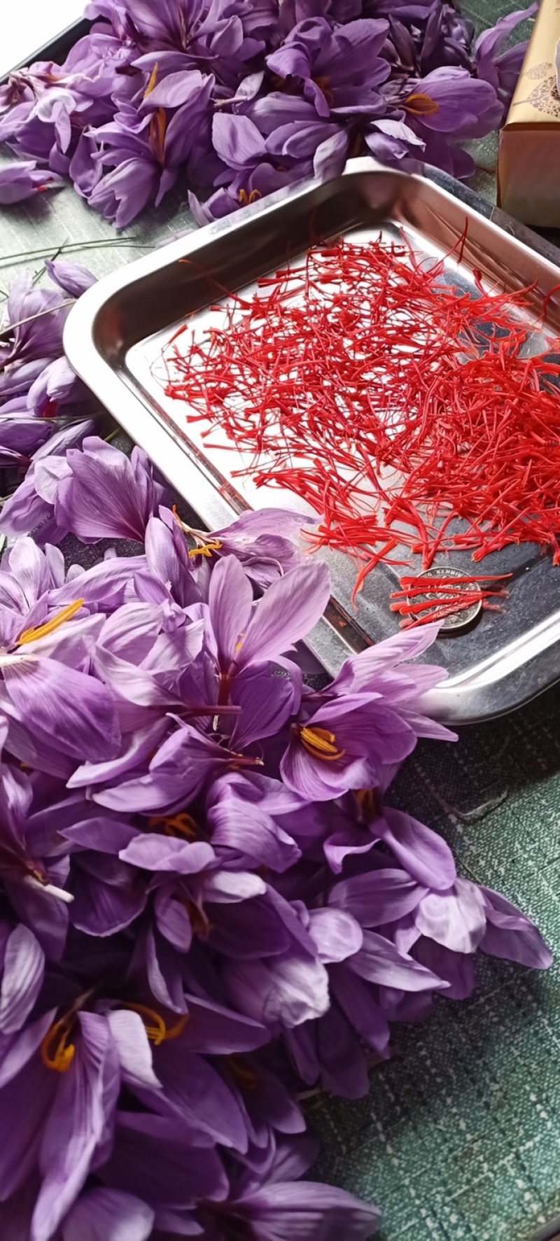 藏红花种球、基地直发、自产自发、量大从优