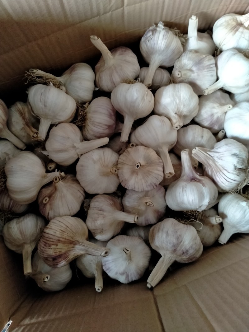 安丘精品红皮杂交大蒜把子蒜蒜种市场电商