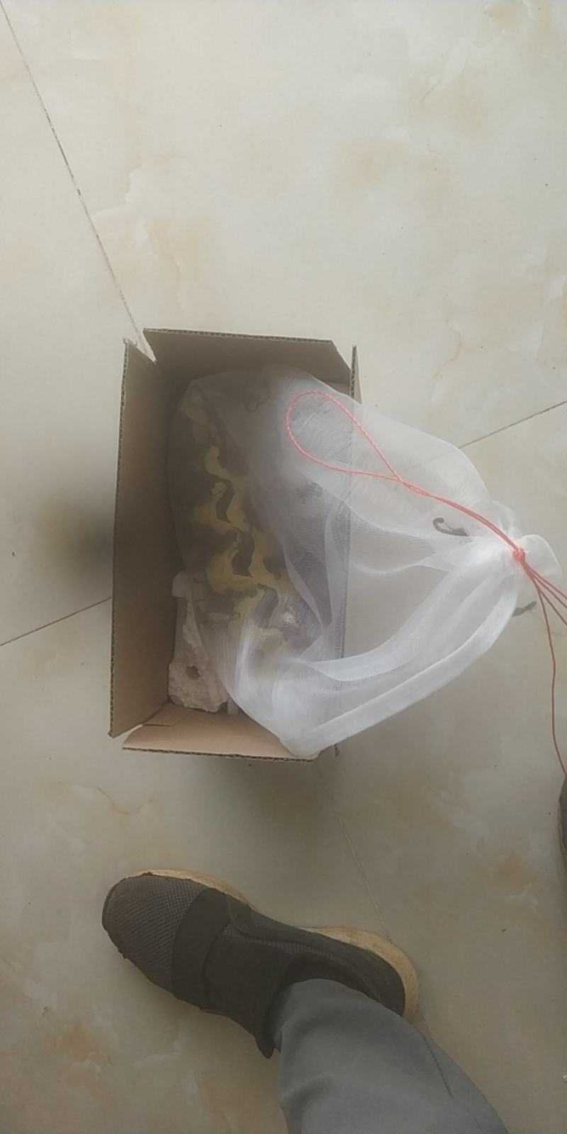 发财树种子