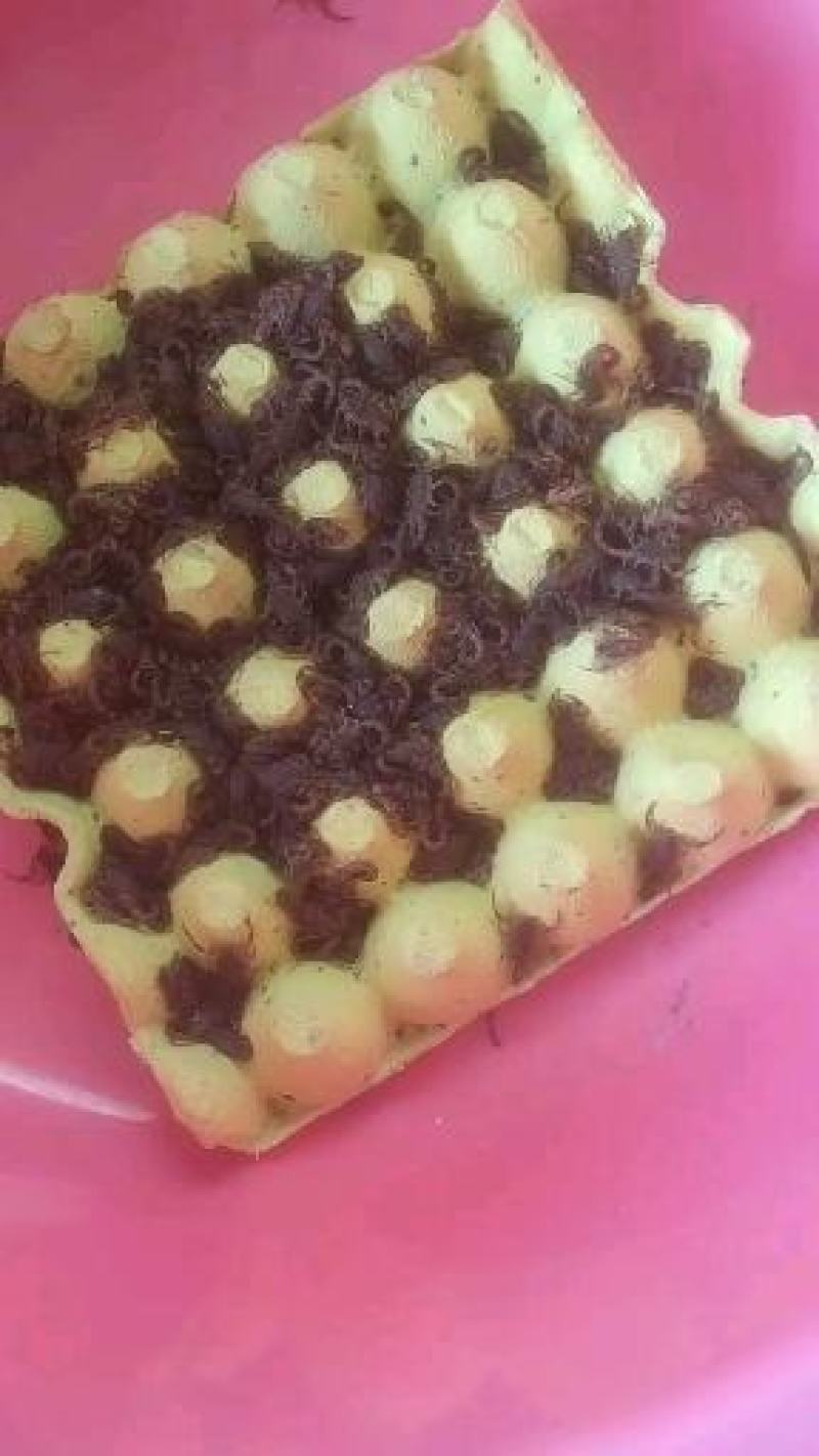 发财树种子
