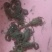 发财树种子