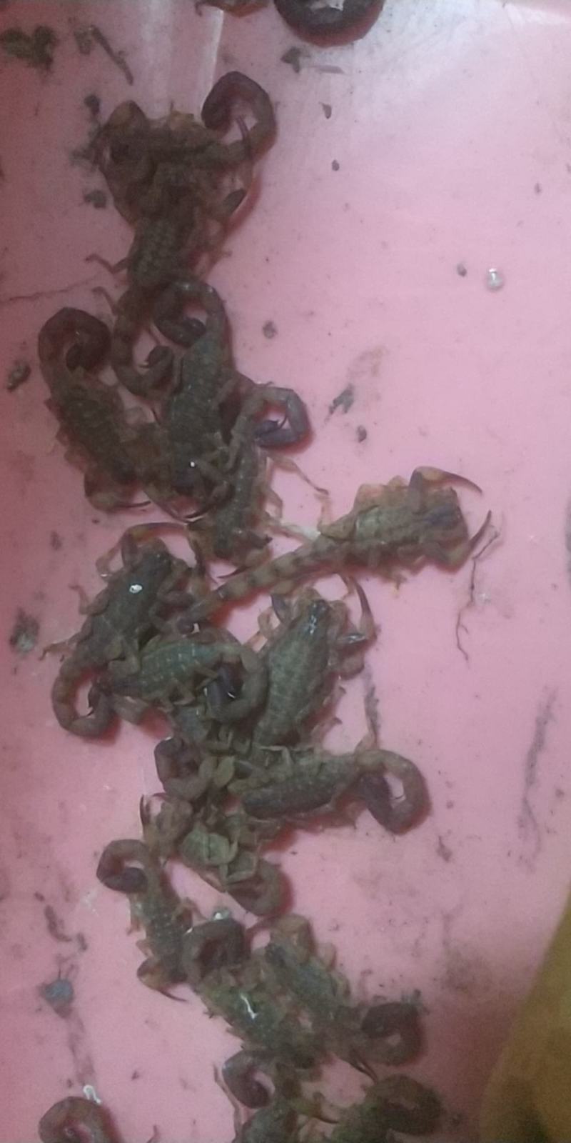 发财树种子