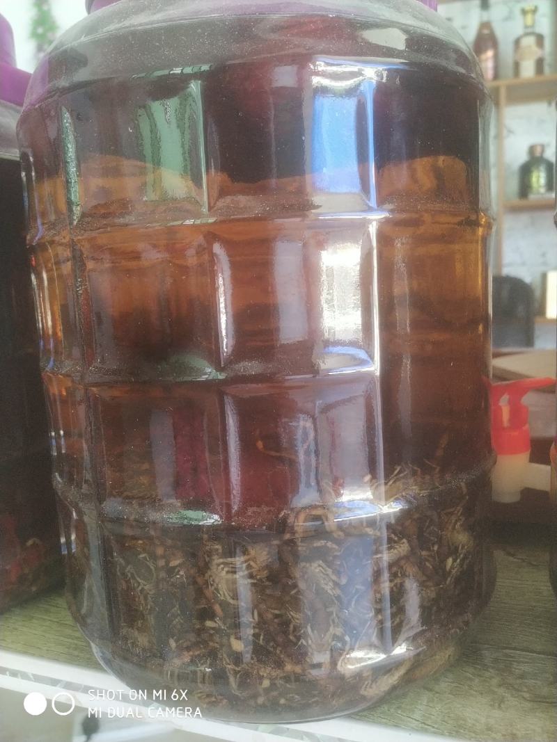 发财树种子