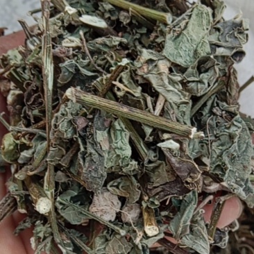 野生倒扣草！手工片一手货源！