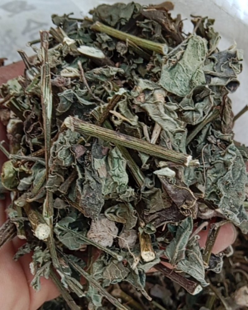 野生倒扣草！手工片一手货源！