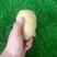 新鲜土豆2021年荷兰十五土豆山东土豆土豆批发