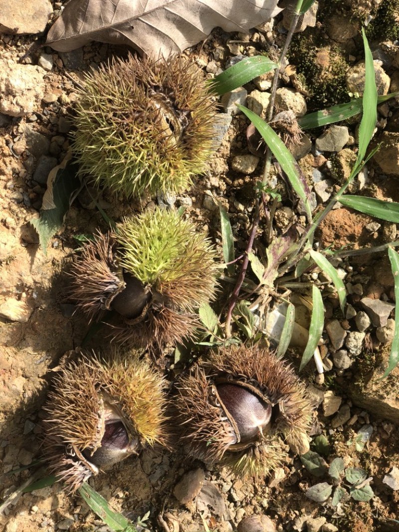 广西高山老树板栗颗粒饱满圆润个头儿大味道香