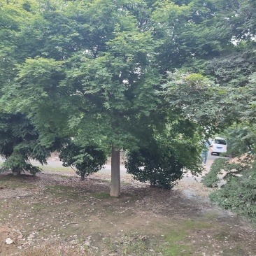 鸡爪槭各种规格价格美丽苗圃直销成活率高一手货源