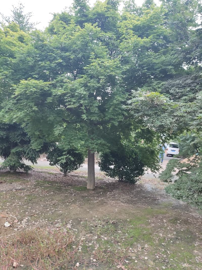 鸡爪槭各种规格价格美丽苗圃直销成活率高一手货源