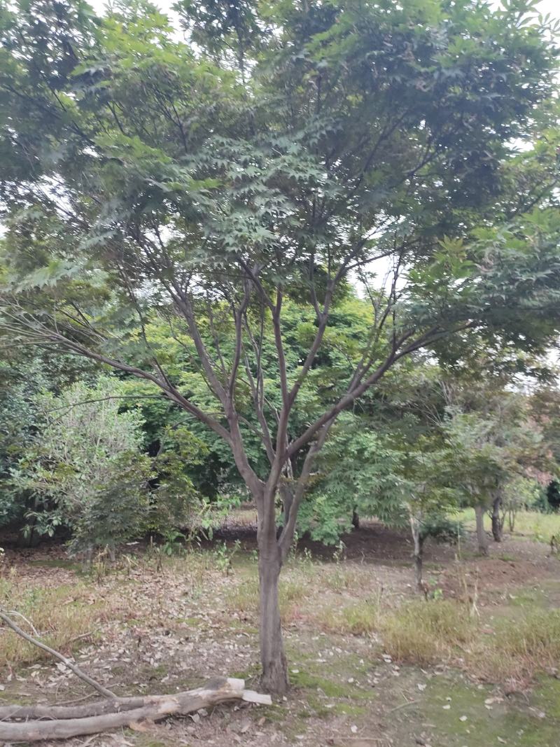 鸡爪槭各种规格价格美丽苗圃直销成活率高一手货源