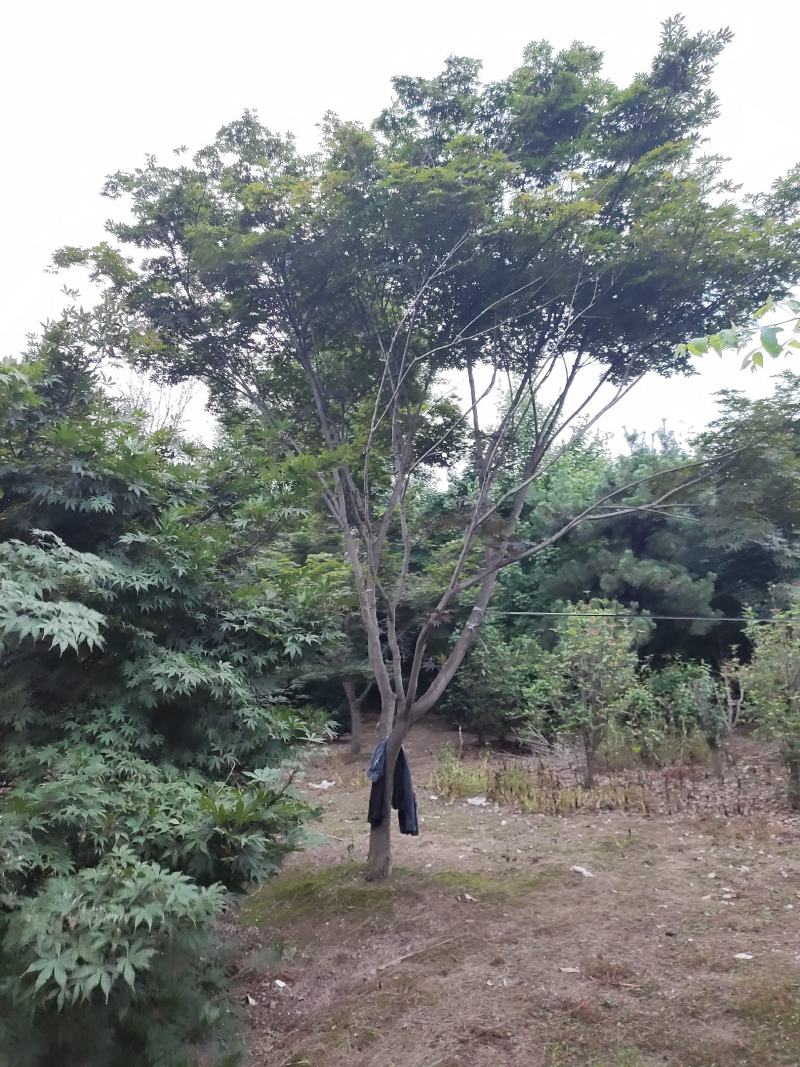 鸡爪槭各种规格价格美丽苗圃直销成活率高一手货源