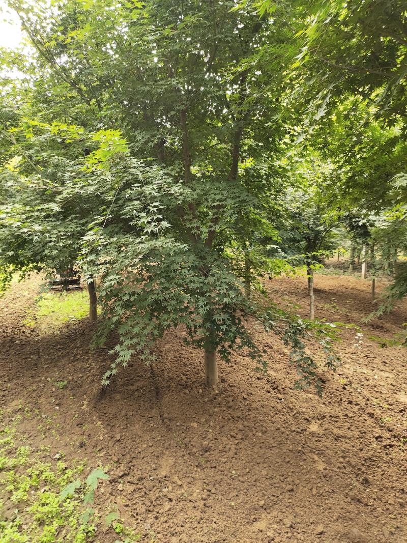 鸡爪槭各种规格价格美丽苗圃直销成活率高一手货源