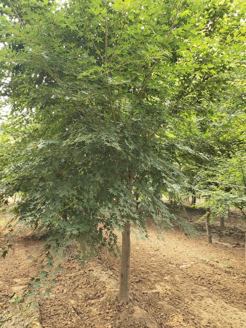 鸡爪槭各种规格价格美丽苗圃直销成活率高一手货源