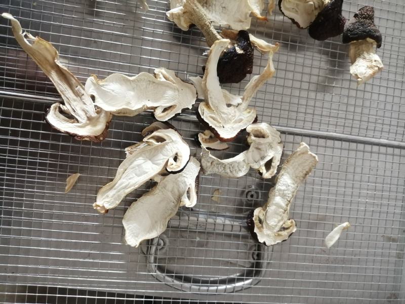 赤松茸干片