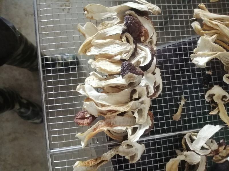 赤松茸干片