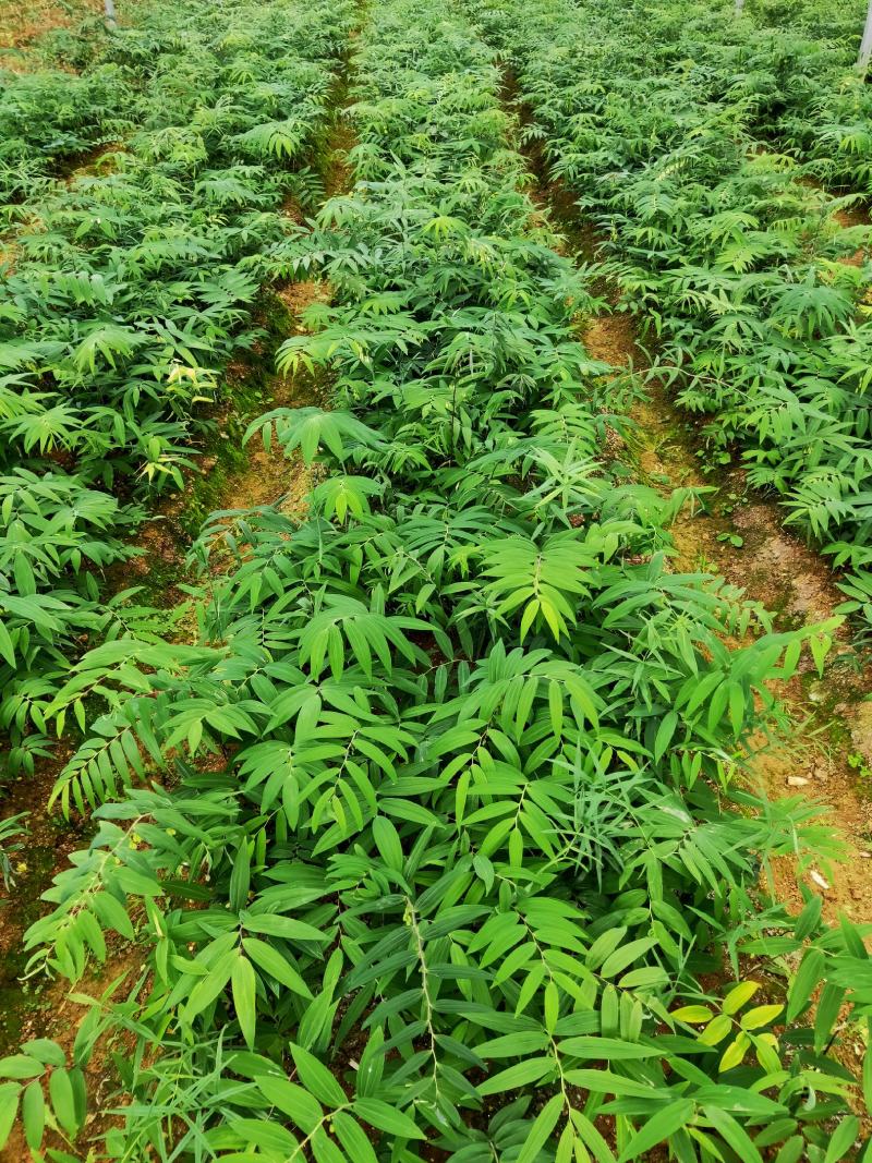 黄精苗，药材苗，多花黄精种苗，基地直供成活率高，包技术