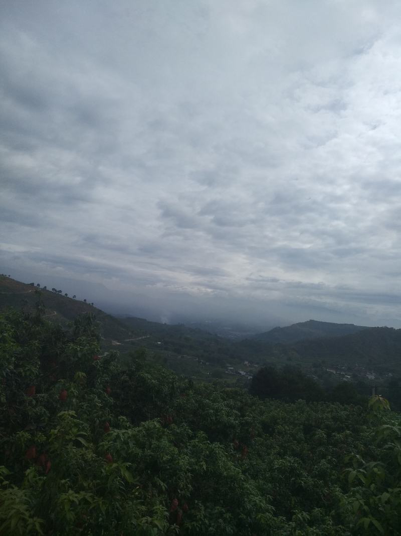 吉禄二级攀枝花芒果苹果芒甜芒果香甜上市光果吉禄白袋吉禄黄