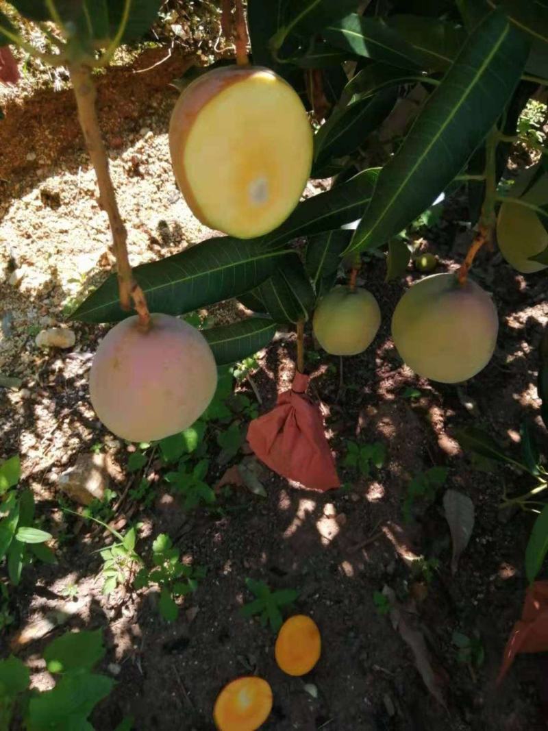 吉禄二级攀枝花芒果苹果芒甜芒果香甜上市光果吉禄白袋吉禄黄