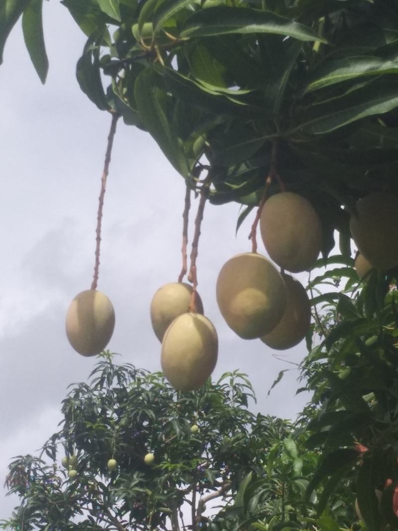 吉禄二级攀枝花芒果苹果芒甜芒果香甜上市光果吉禄白袋吉禄黄