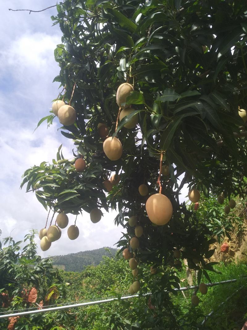 吉禄二级攀枝花芒果苹果芒甜芒果香甜上市光果吉禄白袋吉禄黄