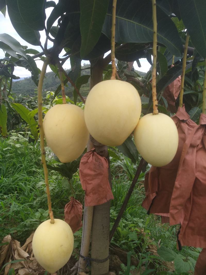 吉禄二级攀枝花芒果苹果芒甜芒果香甜上市光果吉禄白袋吉禄黄