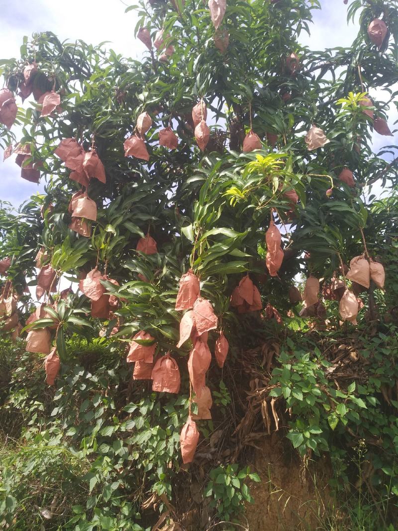 吉禄二级攀枝花芒果苹果芒甜芒果香甜上市光果吉禄白袋吉禄黄