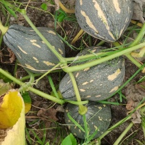 广西香芋南瓜支持代发产地直销一手货源