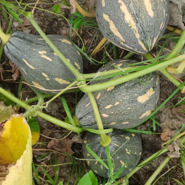 广西香芋南瓜支持代发产地直销一手货源