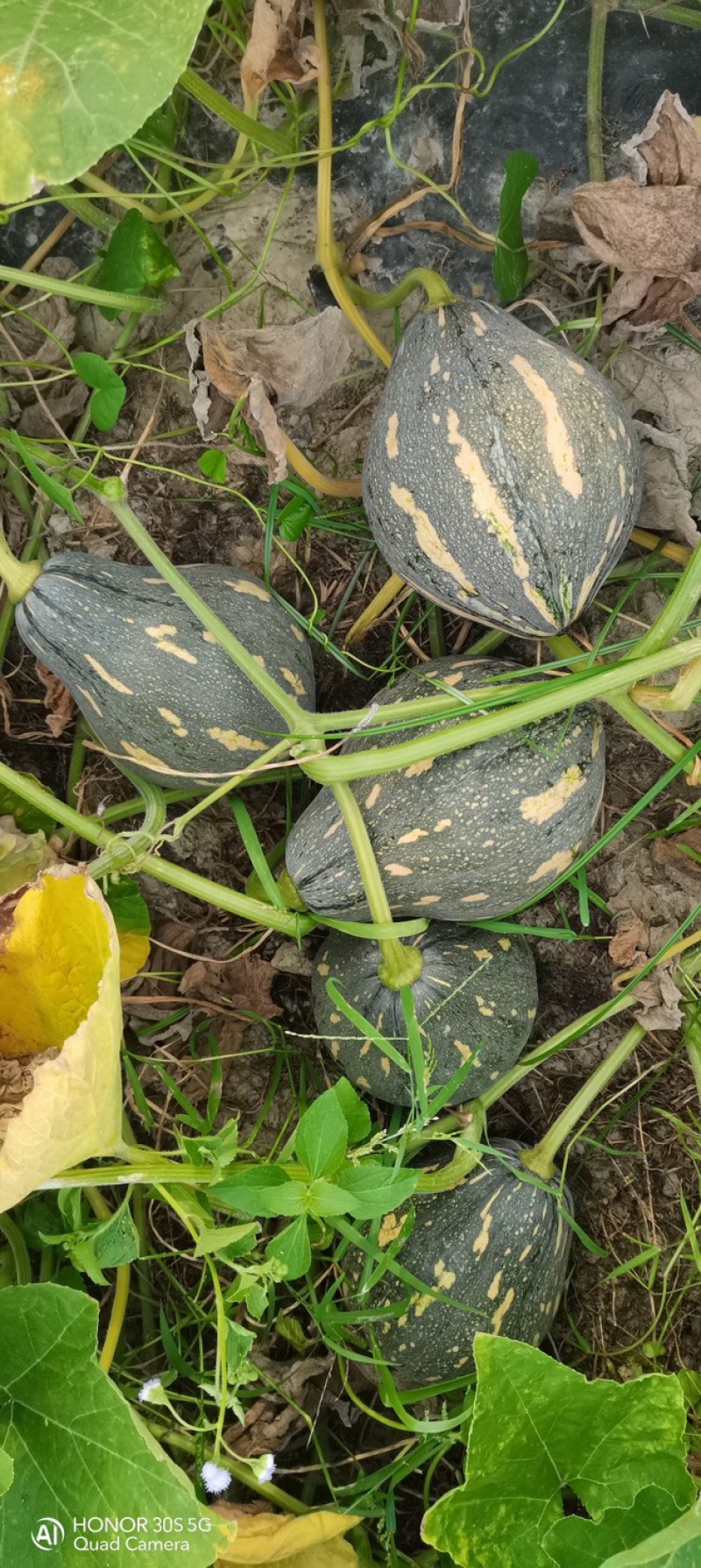 广西香芋南瓜支持代发产地直销一手货源