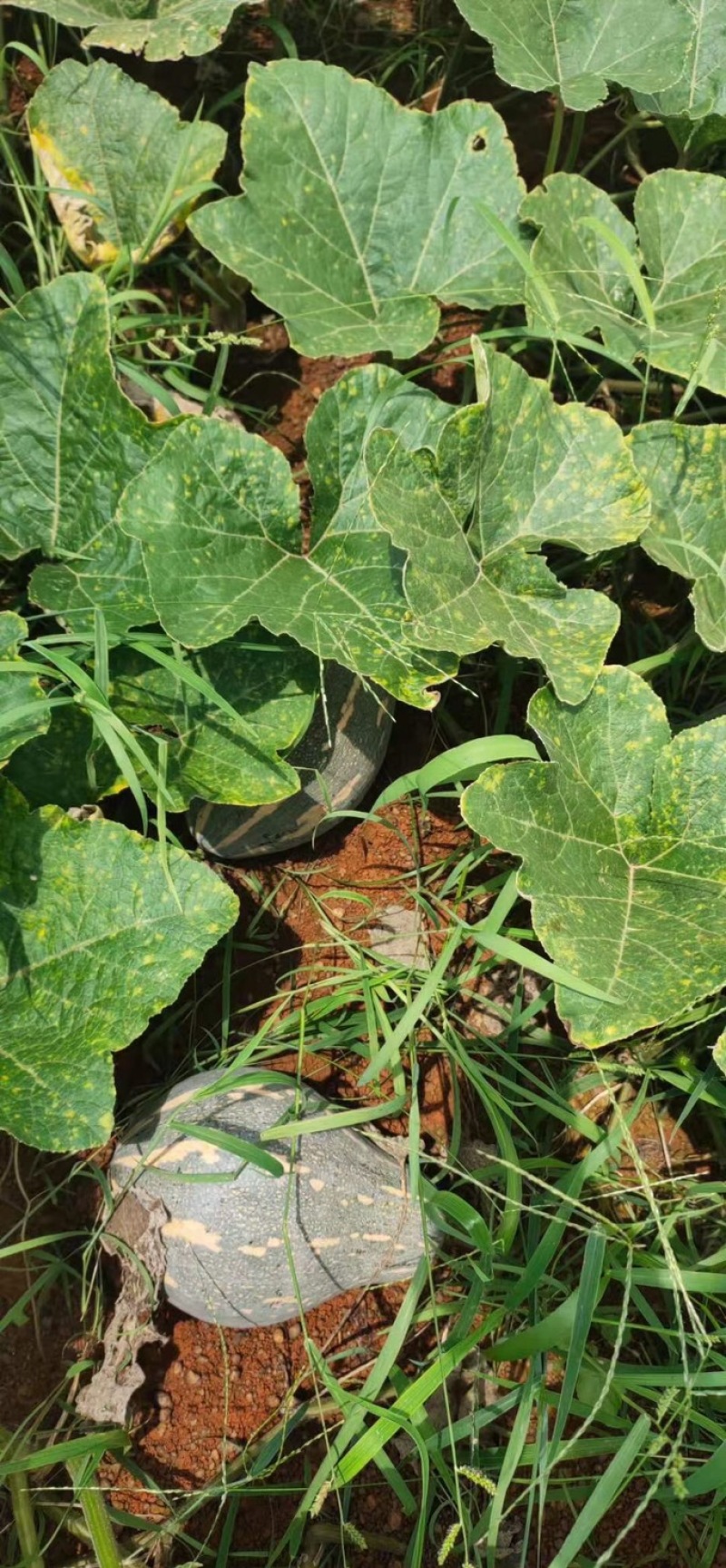 广西香芋南瓜支持代发产地直销一手货源