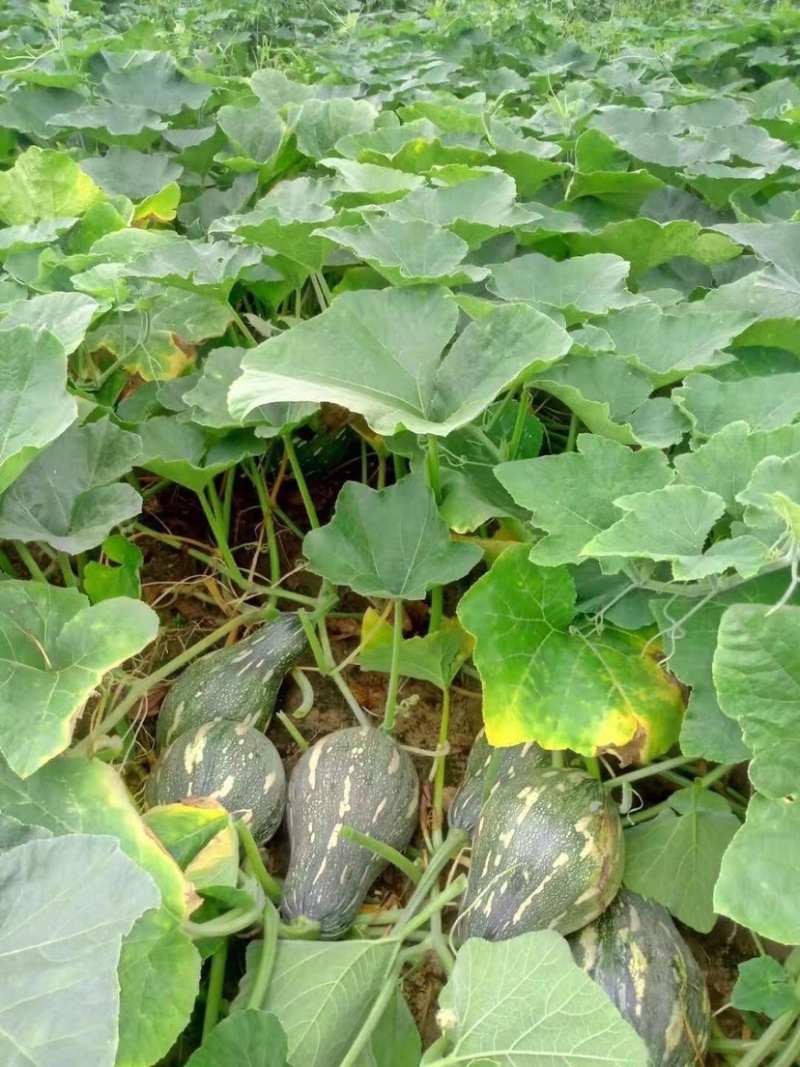 广西香芋南瓜支持代发产地直销一手货源