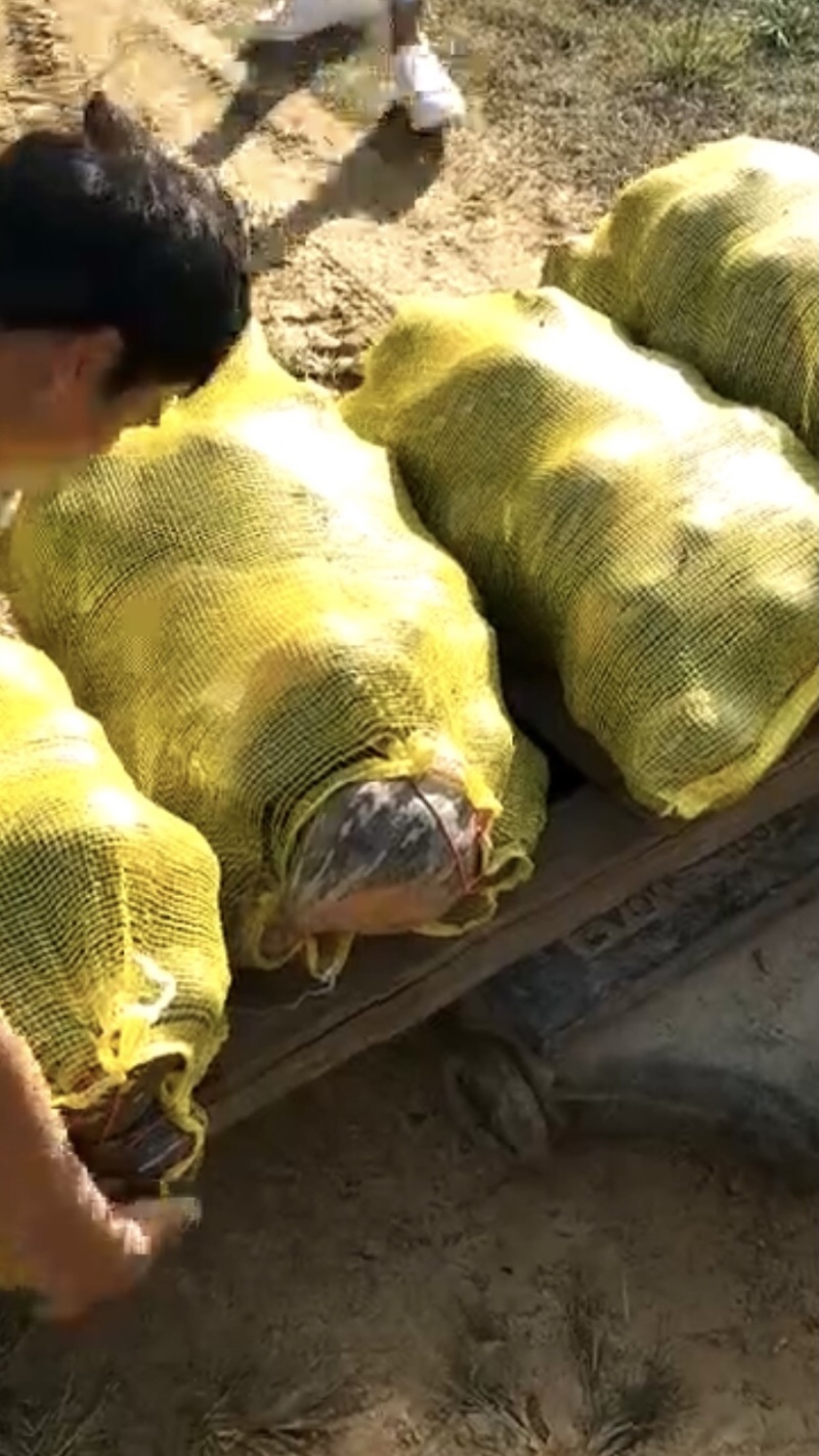 广西香芋南瓜支持代发产地直销一手货源