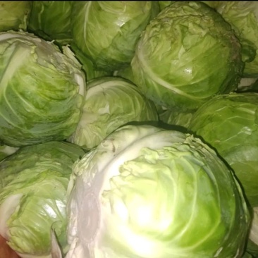 新鲜包菜