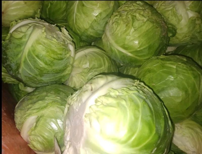新鲜包菜