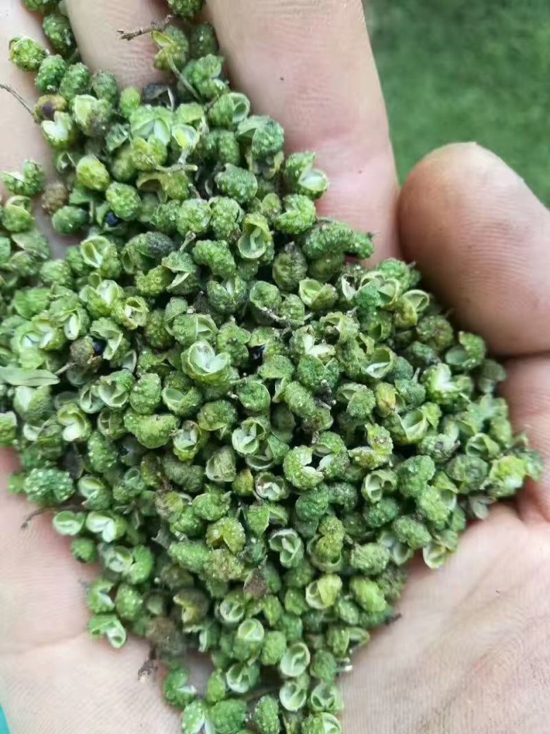 【包邮】5斤起售特麻云南青花椒青麻椒金阳青花椒转红椒