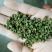 【包邮】5斤起售特麻云南青花椒青麻椒金阳青花椒转红椒