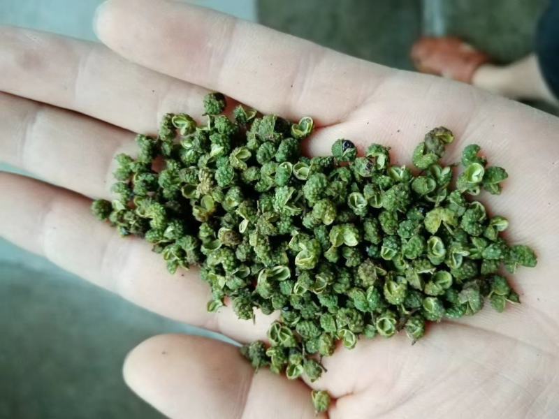 【包邮】5斤起售特麻云南青花椒青麻椒金阳青花椒转红椒