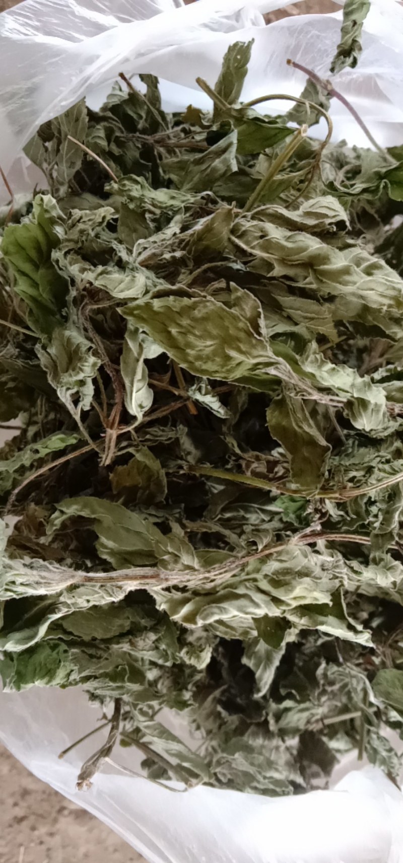 薄荷头