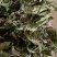 薄荷头