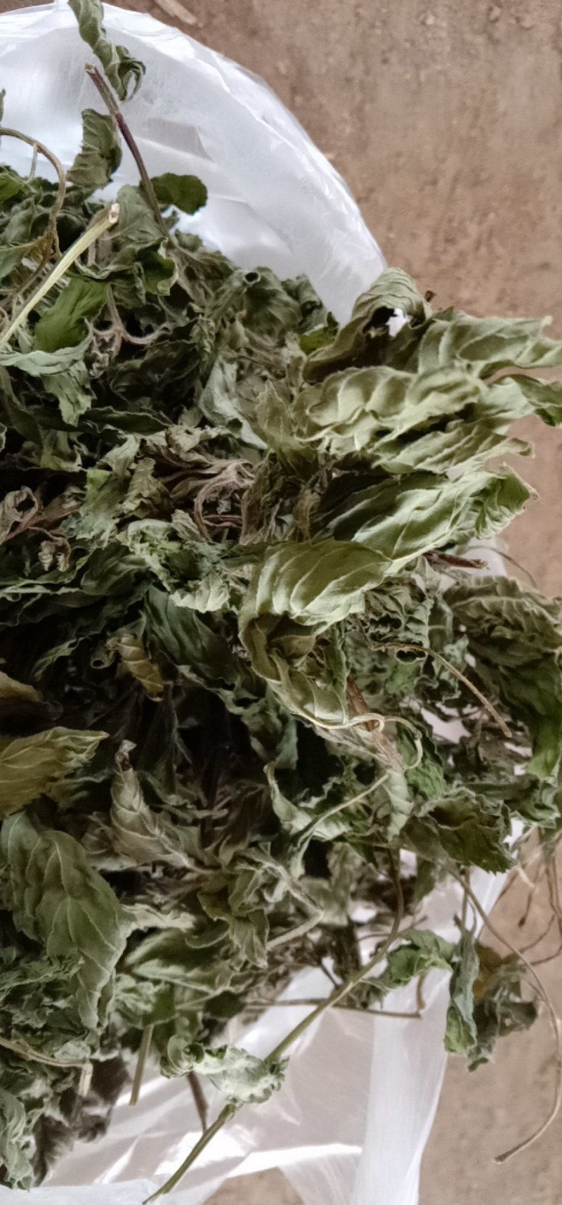 薄荷头