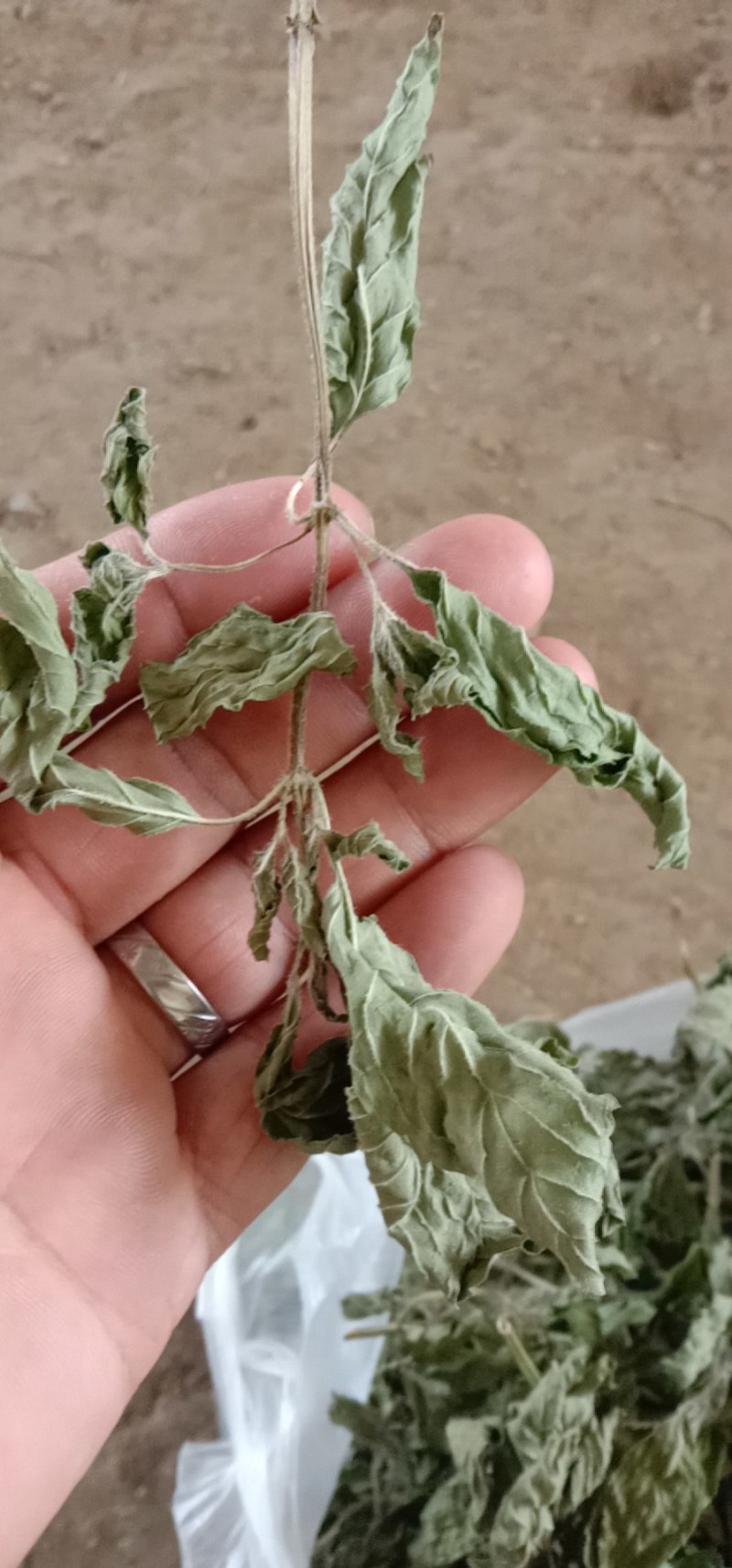 薄荷头