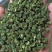 【包邮】真实报价重庆江津青花椒特香特麻青花椒麻椒