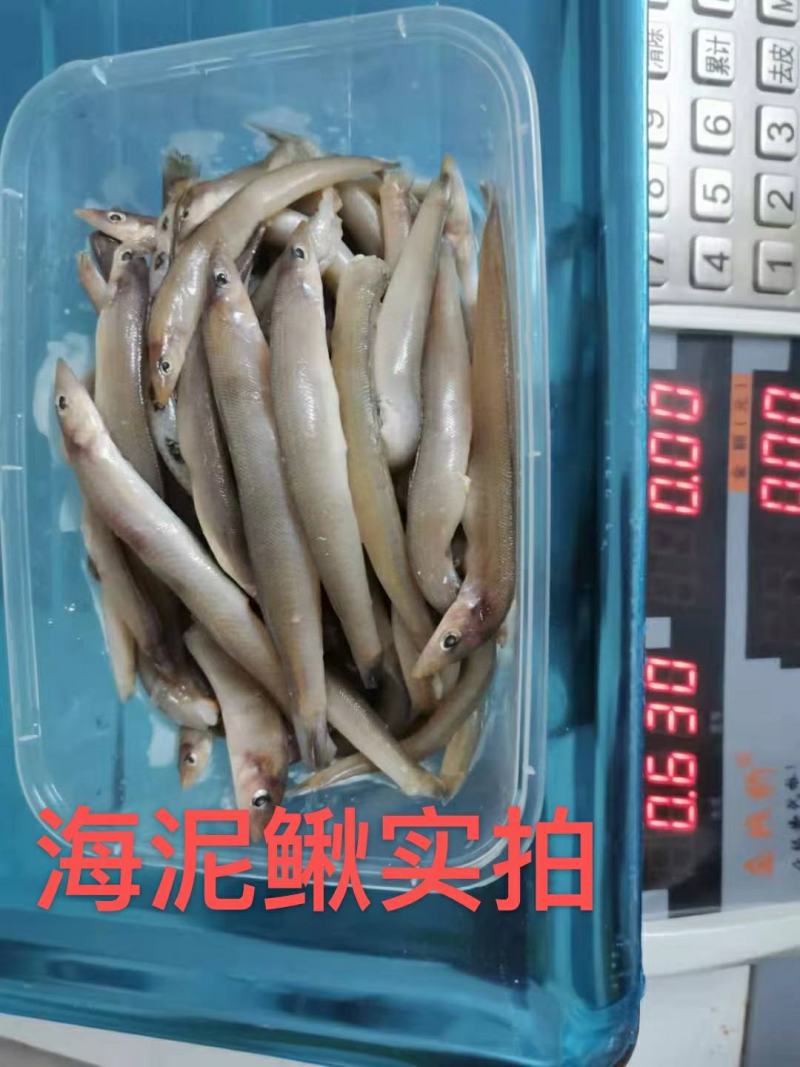 海泥鳅8888888888888888888