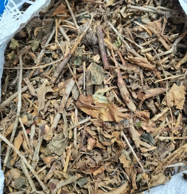 广西大瑶山十二两银中药材十二两银